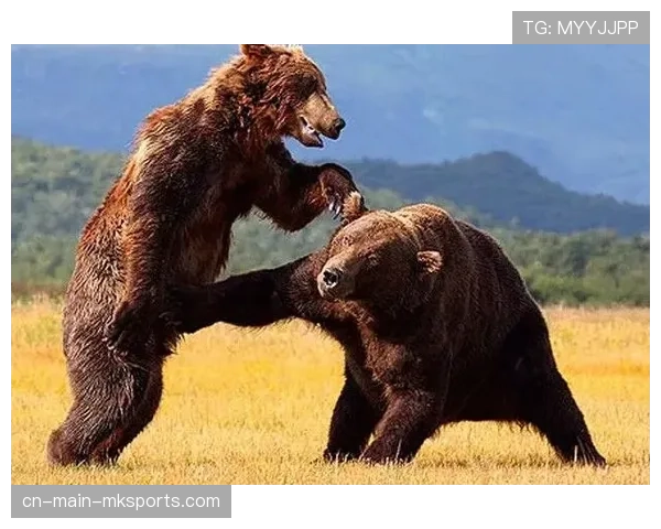 棕熊队客场战绩稳健 户外赛五战四胜逼近联盟纪录